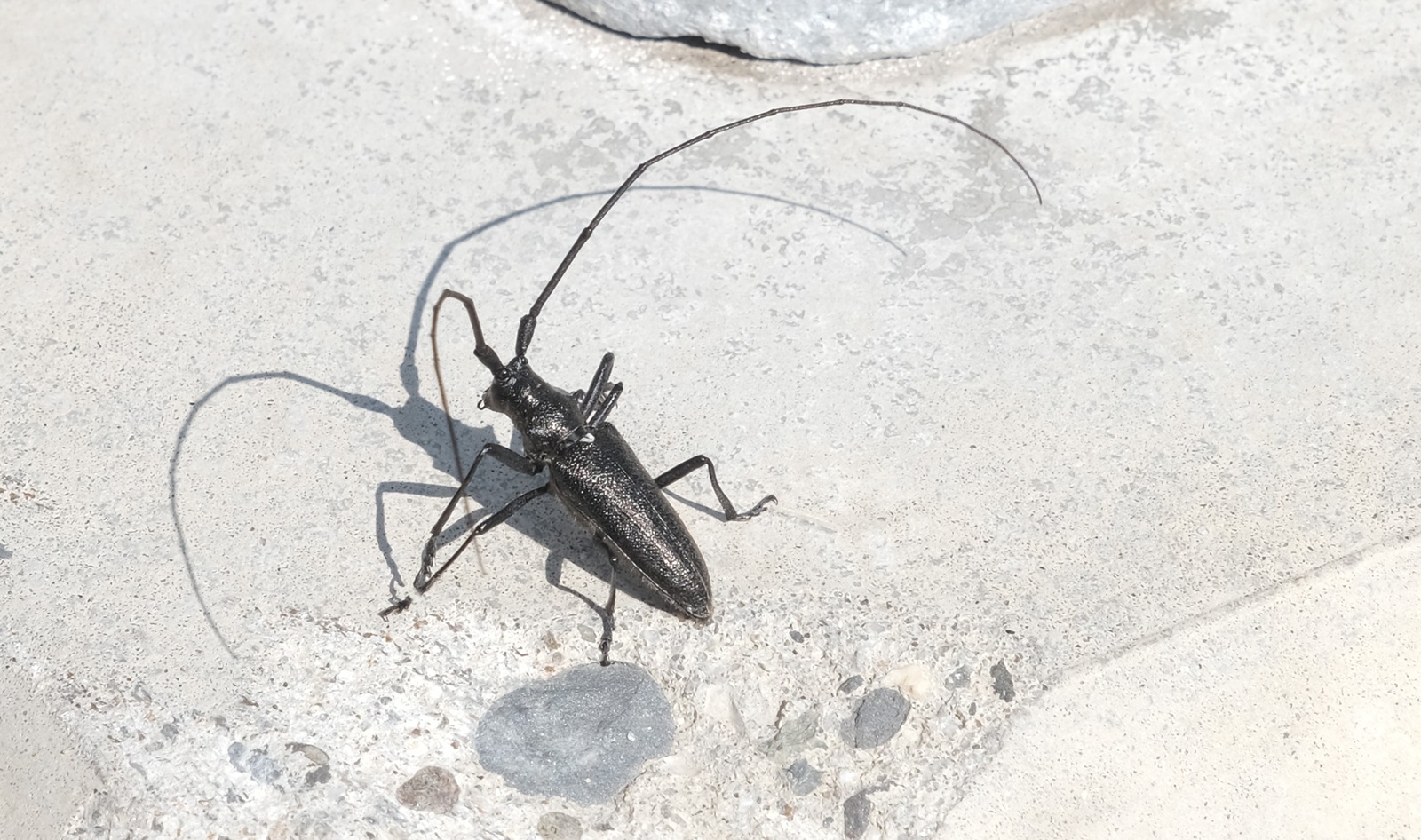 White Spotted Sawyer Beetle - Andy Barnes